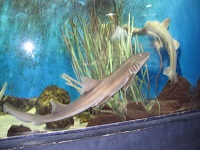 Costa Teguise - Lanzarote